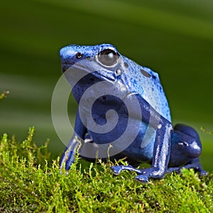 Blue poison dart frog exotic pet amphibian photo