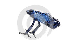 Blue poison dart frog jumping, Dendrobates tinctorius azureus, isolated on white