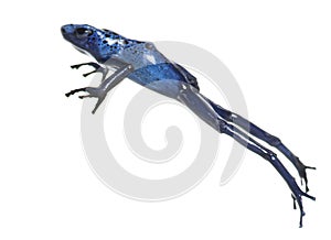 Blue poison dart frog jumping, Dendrobates tinctorius azureus, isolated on white