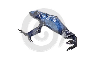 Blue poison dart frog jumping, Dendrobates tinctorius azureus, isolated on white