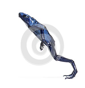 Blue poison dart frog jumping, Dendrobates tinctorius azureus, isolated on white