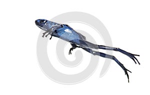 Blue poison dart frog jumping, Dendrobates tinctorius azureus, isolated on white