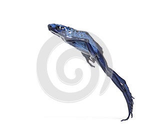 Blue poison dart frog jumping, Dendrobates tinctorius azureus, isolated on white