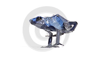 Blue poison dart frog jumping, Dendrobates tinctorius azureus, isolated on white