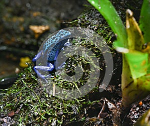 Blue-Poison-Dart-Frog resides in Northeastern-South-America