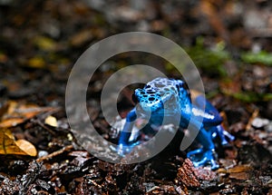 Blue-Poison-Dart-Frog resides in Northeastern-South-America