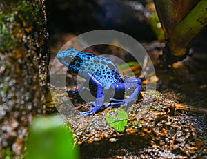 Blue-Poison-Dart-Frog resides in Northeastern-South-America