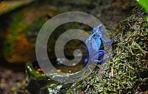 Blue-Poison-Dart-Frog resides in Northeastern-South-America