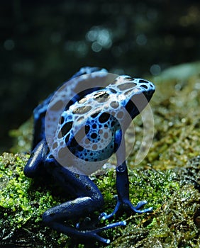 Blue Poison Dart Frogs