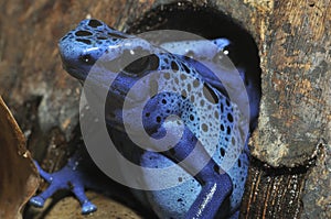 Blue Poison Frog