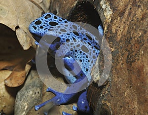 Blue Poison Frog