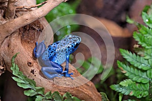 Blue poison frog