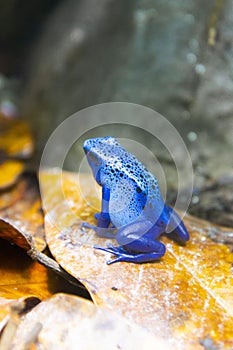 Blue poisonous frog of central america rain forest at the zoo