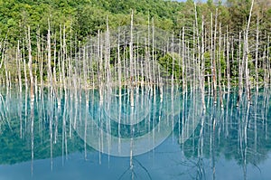 Blue Pond in Biei, Shirogane.