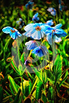 Blue poppies with backlight from the sun
