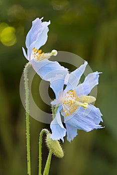 Blue Poppy