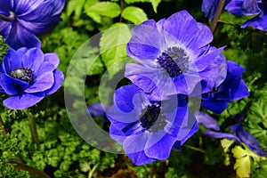 Blue Poppy Anemone