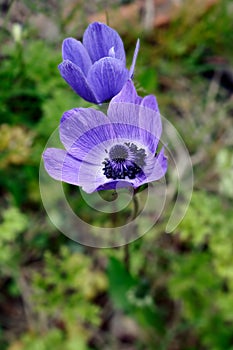 Blue Poppy Anemones (anemone coronaria) photo