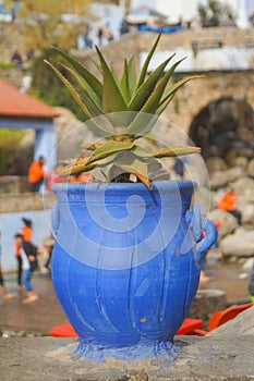 A blue pot with a cactus on the background of the blue city of Shevshawen