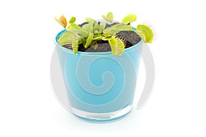 Blue pot with Dionaea