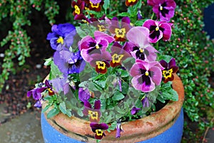 Blue Pot full of colourful Pansies in pink and purple