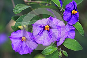 Blue potato bus, Solanum rantonnetii