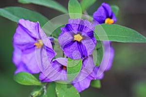 Blue potato bus, Solanum rantonnetii