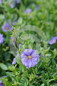 Blue potato bush photo