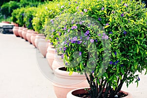 Blue potato bush (Solanum rantonnetii)