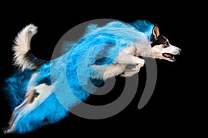 Blue powder Border Collie dog jumping