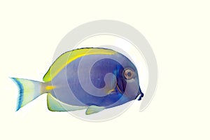 Blue Powder Tang