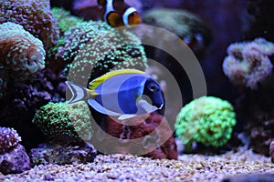 Blue powder tang in coral reef aquarium