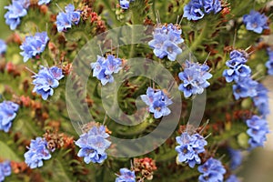 Blue `Pride of Madeira` flowers - Echium Candicans