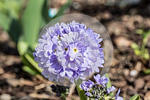 Blue primrose in the bed