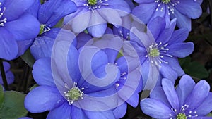 blue primroses sway, liverwort flowers close-up