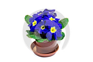 Blue primula flower in the flower pot