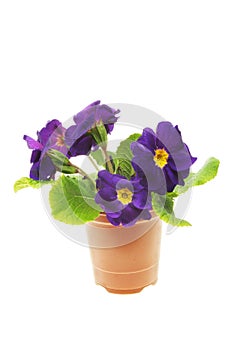 Blue primula flowers