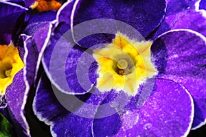 Blue primula flowers macro closeup