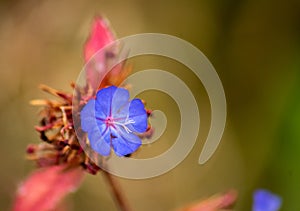 A small delicate blue flower. photo