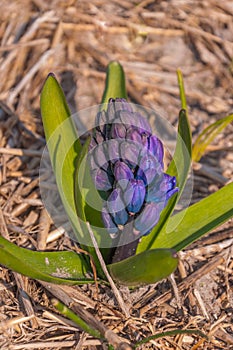 Blue-purper budding hyacinth