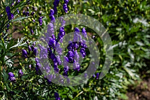 Blue purple aconite flowers, monkshood, wolfsbane on a green bushes, perennial in summer garden