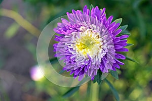 Blue-purple aster flower, close-up. Bright purple aster flower with a white middle in the morning sun.