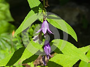 Blue-purple Bellflower, Campanula, flowers with bokeh background, close-up, selective focus, shallow DOF