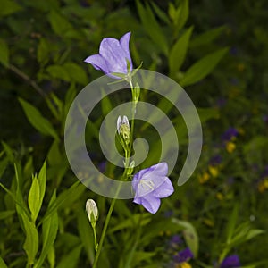 Blue-purple Bellflower, Campanula, flowers with bokeh background, close-up, selective focus, shallow DOF