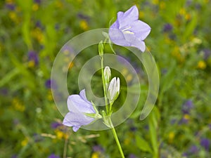 Blue-purple Bellflower, Campanula, flowers with bokeh background, close-up, selective focus, shallow DOF