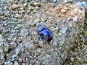 Blue-purple bug on a rock in Hungary