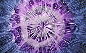 Blue and purple dandelion seeds texture background