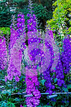 Blue Purple Delphinium Larkspur Van Dusen Garden Vancouver British Columbia Canada