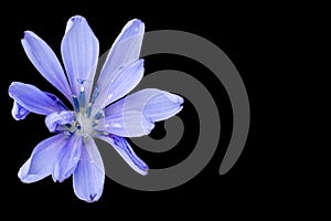 Blue and purple flower isolated on black