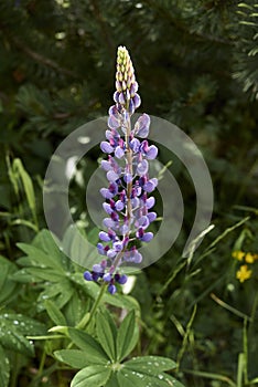 Blue purple flower of Lupinus polyphyllus plant